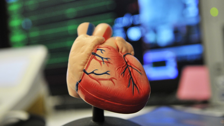 anatomisk bild på ett modellhjärta